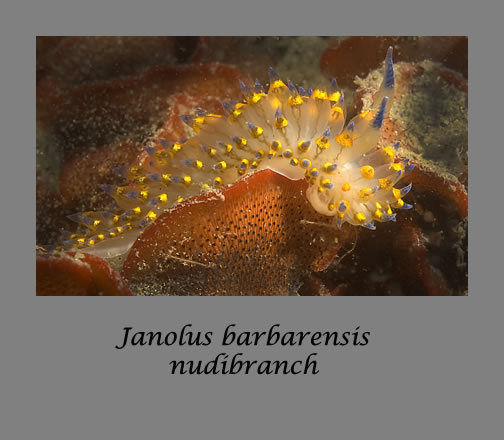 janolus